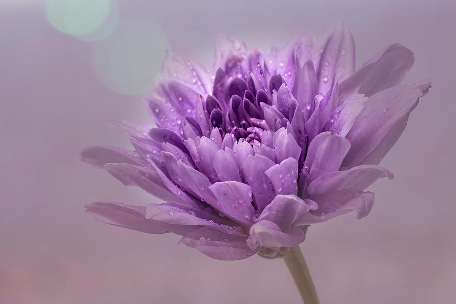 Flower Photograph - Purple Dahlia by Sandi Kroll