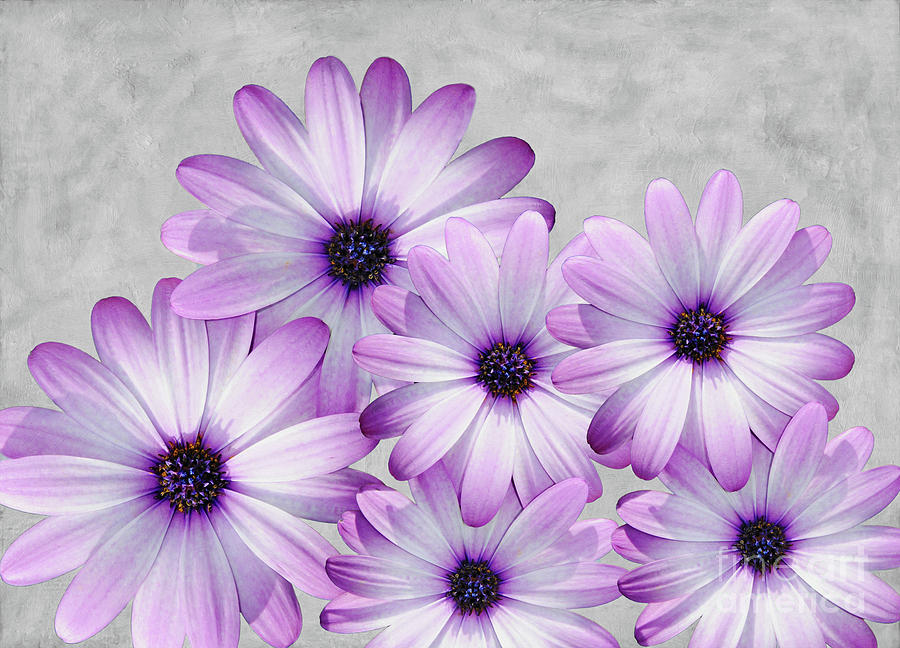 Flower Photograph - Purple Daisies and Gray by Laura D Young