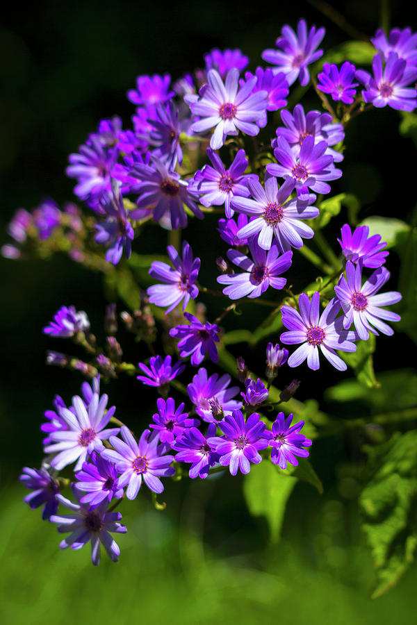 Purple Daisies in Spring Photograph by Bonnie Follett