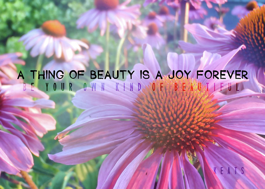 Daisy Photograph - PURPLE DAISIES quote by JAMART Photography