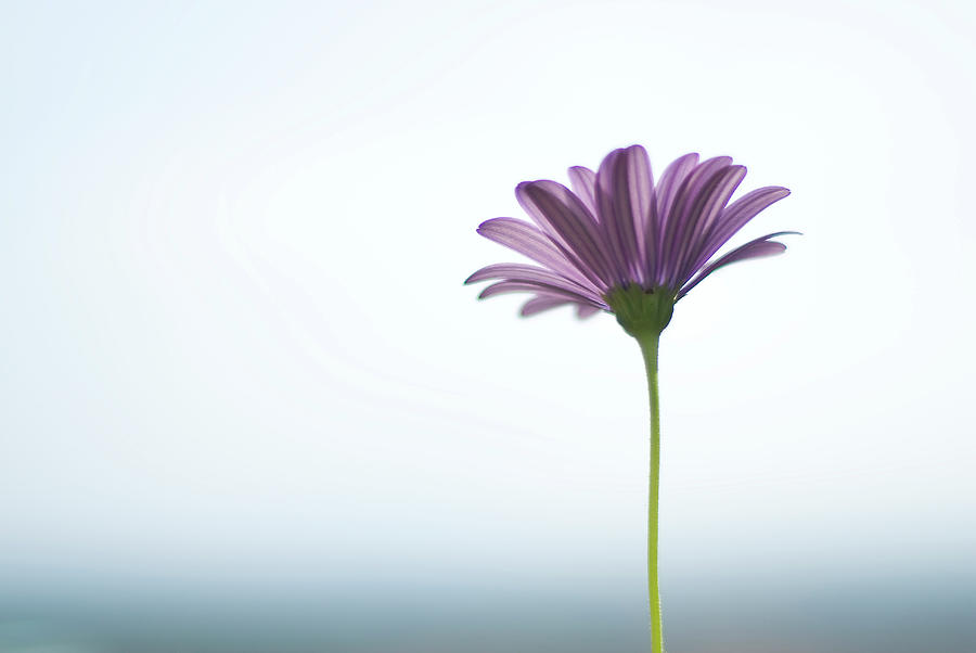 Purple Daisy Against Sea & Sky Blurred Photograph by Alexandre Fp