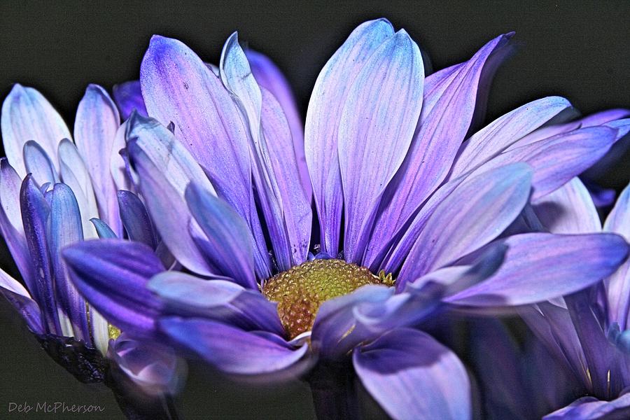 Purple Daisy Photograph by Deb McPherson | Fine Art America