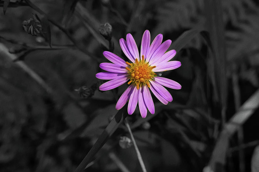 Purple Daisy Flower Photograph by Sandra Js
