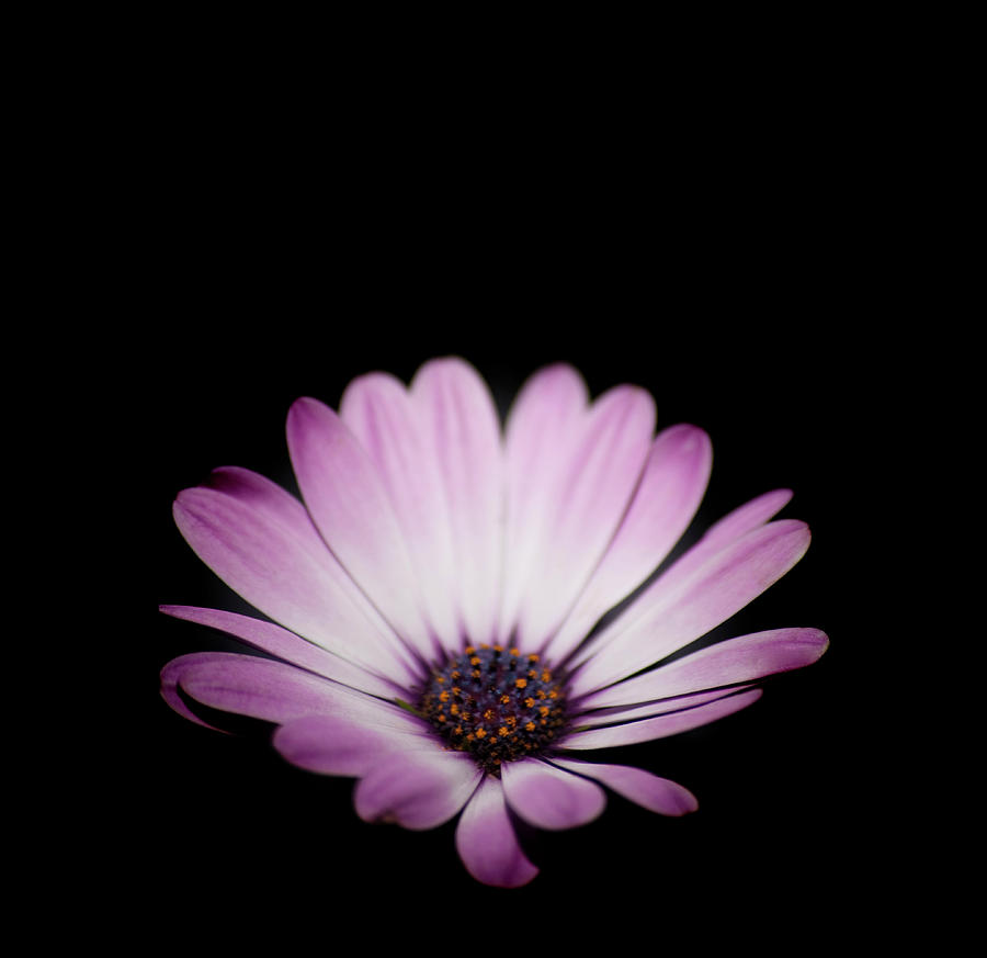 Purple Daisy On Black Background Photograph by Michael Duva