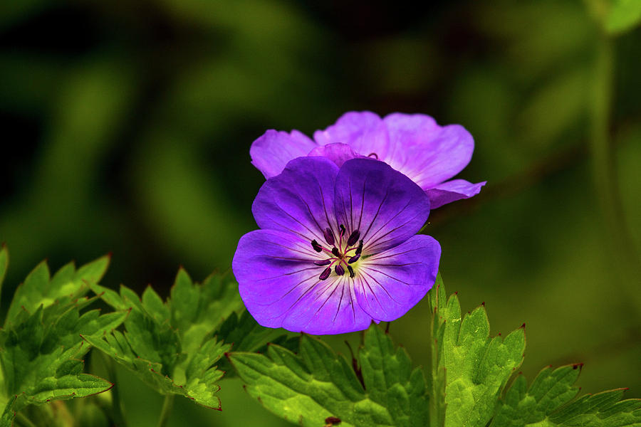 Purple Daze Photograph by Kelly Teleglow