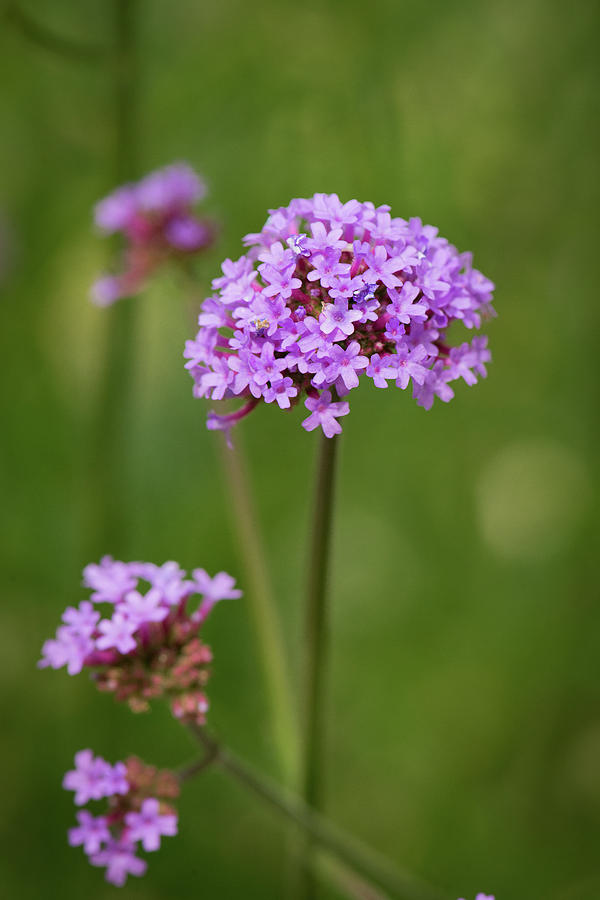 Purple Delight Photograph by Walter Jacques - Fine Art America