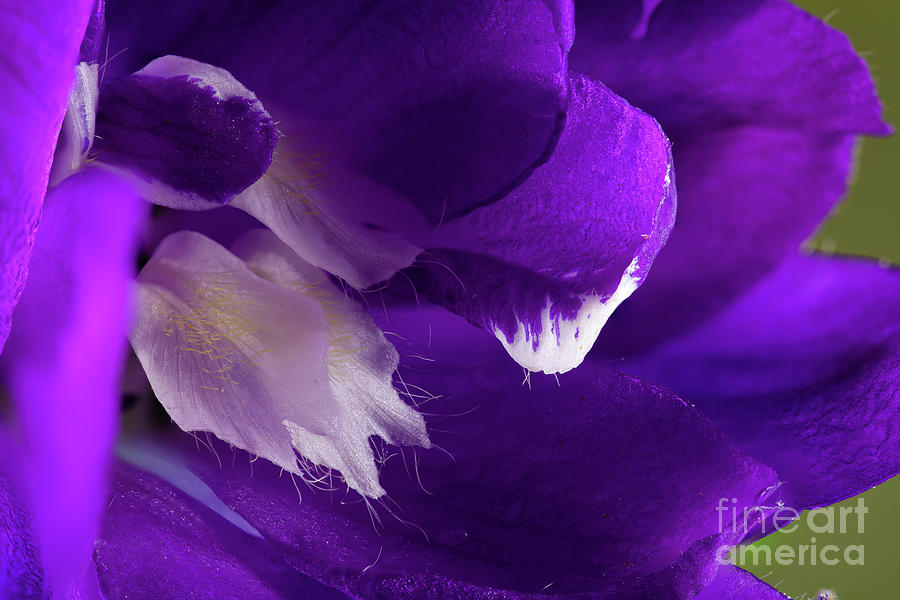 Purple Delphinium flower super macro close up Photograph by Simon Bratt