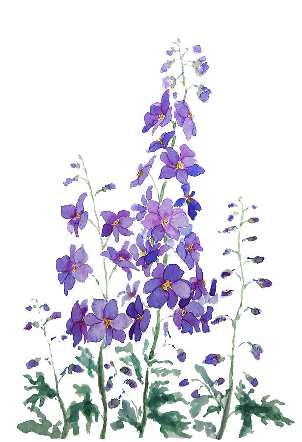 Purple Delphinium Watercolor Painting by Color Color
