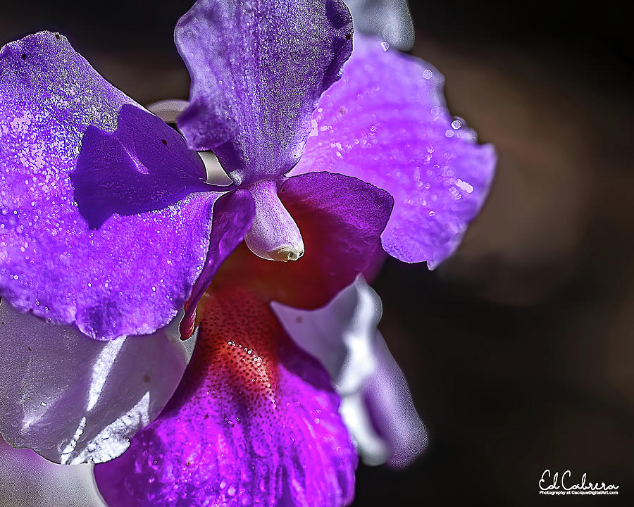 Purple Dendrobium Orchid Photograph by Edelberto Cabrera