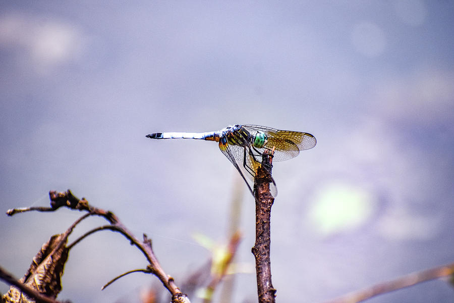 Purple Dragon Fly Photograph by Michelle Wittensoldner