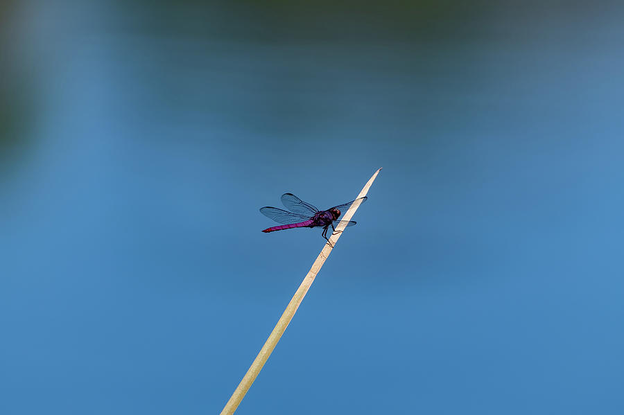 Purple Dragonfly Photograph by Douglas Killourie