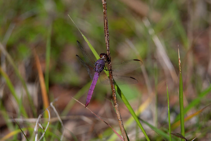 Purple Dragonfly Photograph by Patrick Nowotny