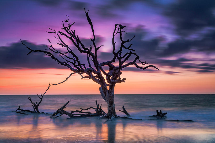 Purple Dreams by Fran Gallogly Purple Dreams by Fran Gallogly