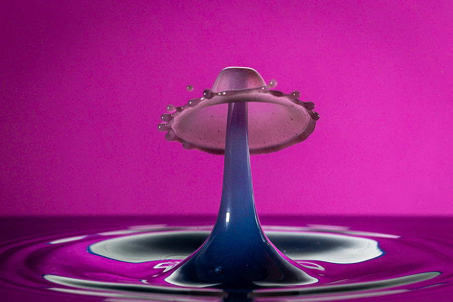 Purple Drop Photograph by Thomas Evans