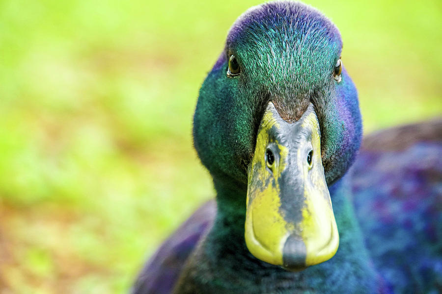 Purple Duck Photograph by Laura Gunn | Fine Art America