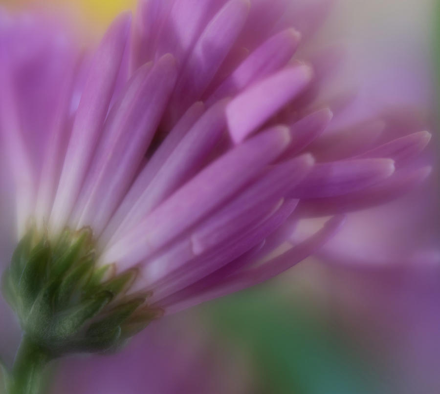 Purple Embrace Photograph by Liz Albro Purple Embrace Photograph by Liz Albro