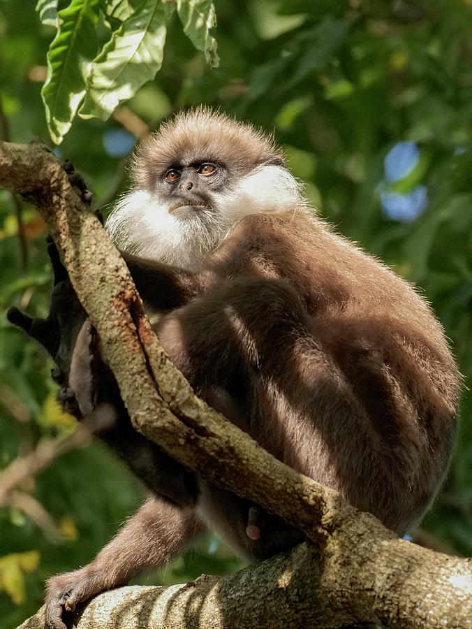 Purple-faced Langur Sri Photograph by Sandesh Kadur / Naturepl.com ...