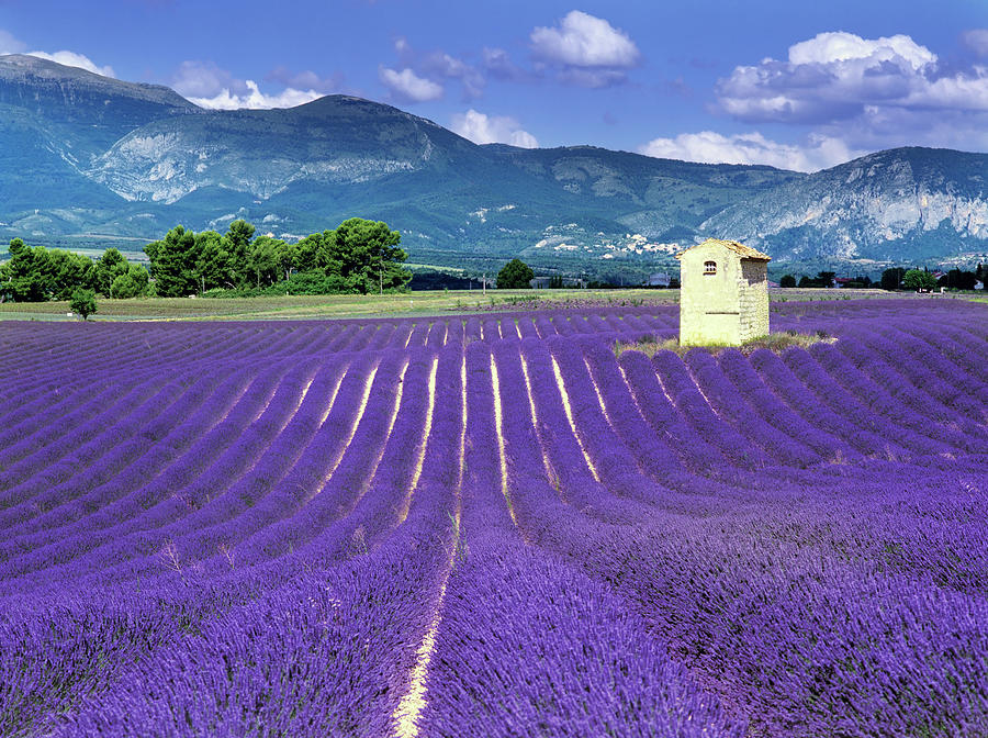 Purple Fields In France With Mountains Photograph by Kodachrome25