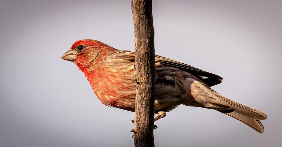 Bird Photograph - Purple Finch by Phil And Karen Rispin