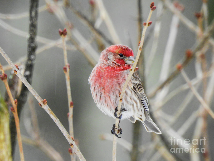 Purple Finch Visits Me Photograph by Eunice Miller