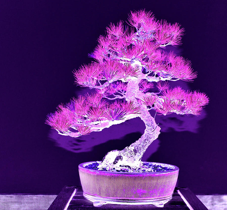Purple Digital Art - Purple Flame Bonsai by Tom Kelly Purple Digital Art - Purple Flame Bonsai by Tom Kelly