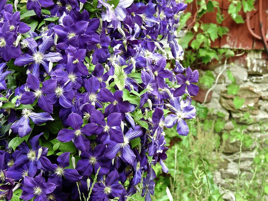 Purple Floral Cascade Photograph by Kathy Ozzard Chism