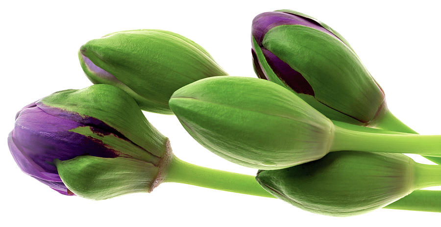 https://images.fineartamerica.com/images/artworkimages/mediumlarge/2/purple-flower-buds-terry-mccormick.jpg