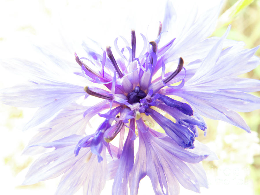 Purple flower burst Photograph by Christy Garavetto