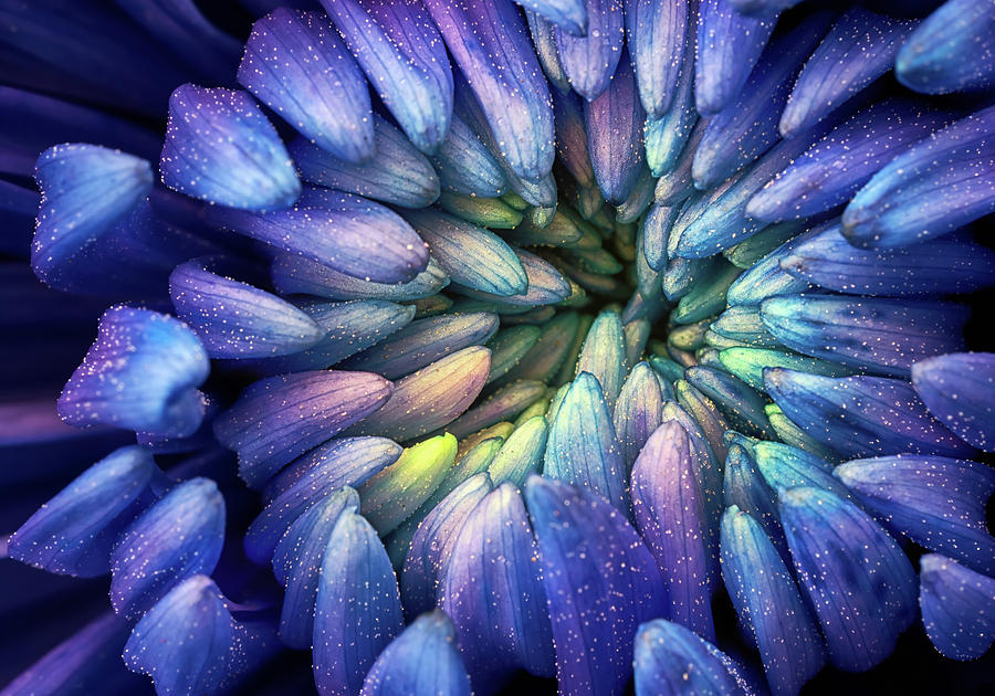 Purple Flower Photograph by Christopher Johnson