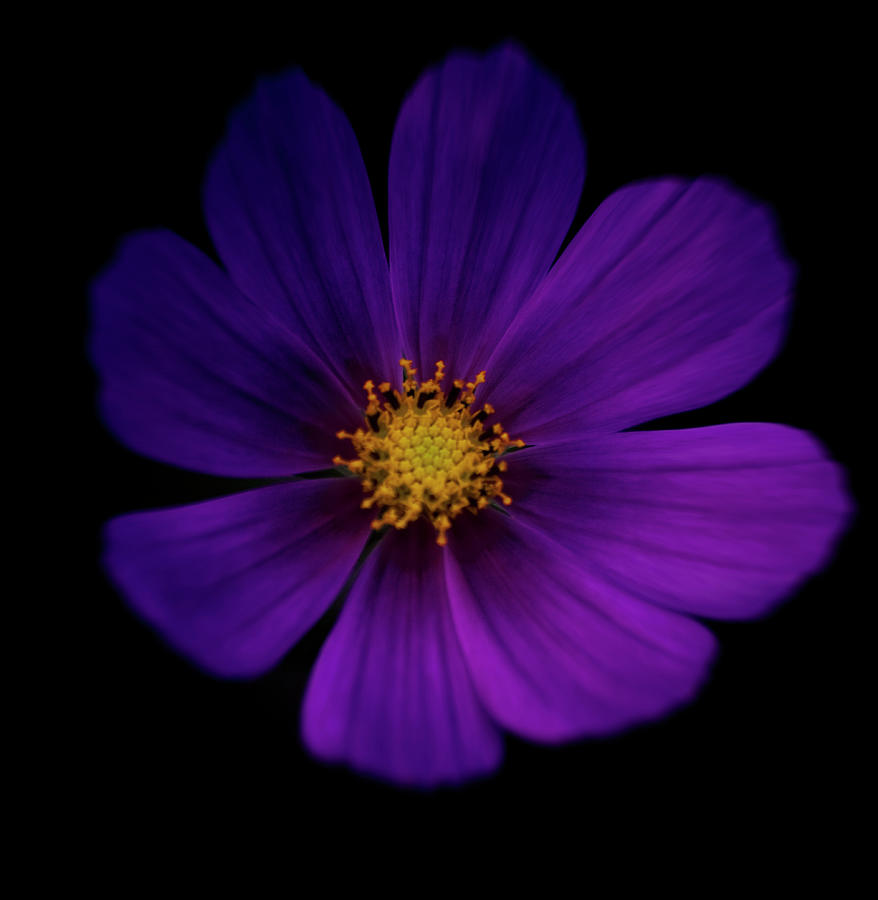 Purple Flower Close Up On A Black Photograph by Michael Duva