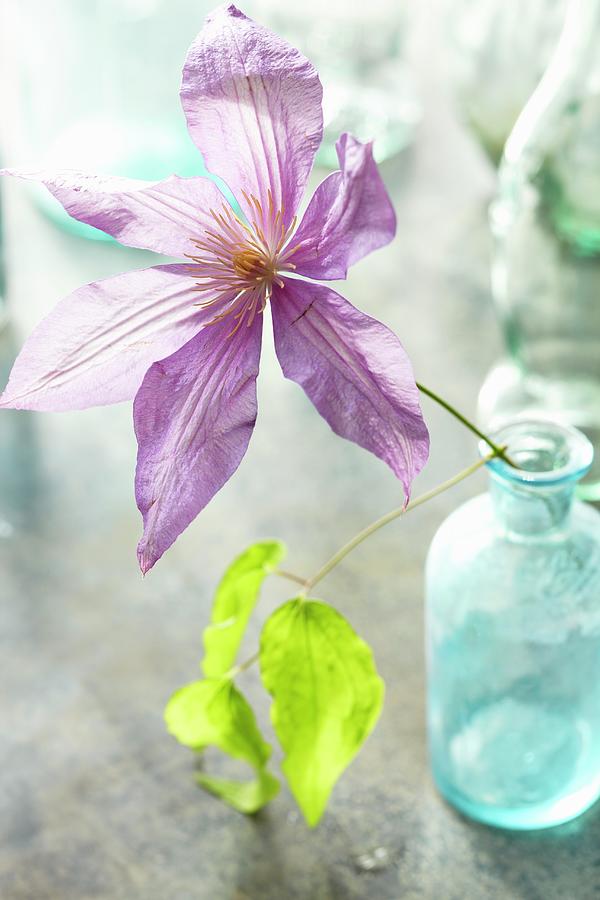 Purple Flower In An Antique Blue Jar Photograph by Christina Schmidhofer