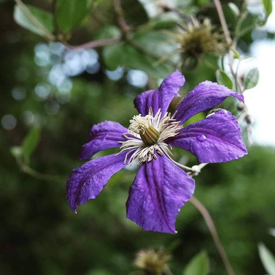 Purple flower Photograph by Natalia Baquero