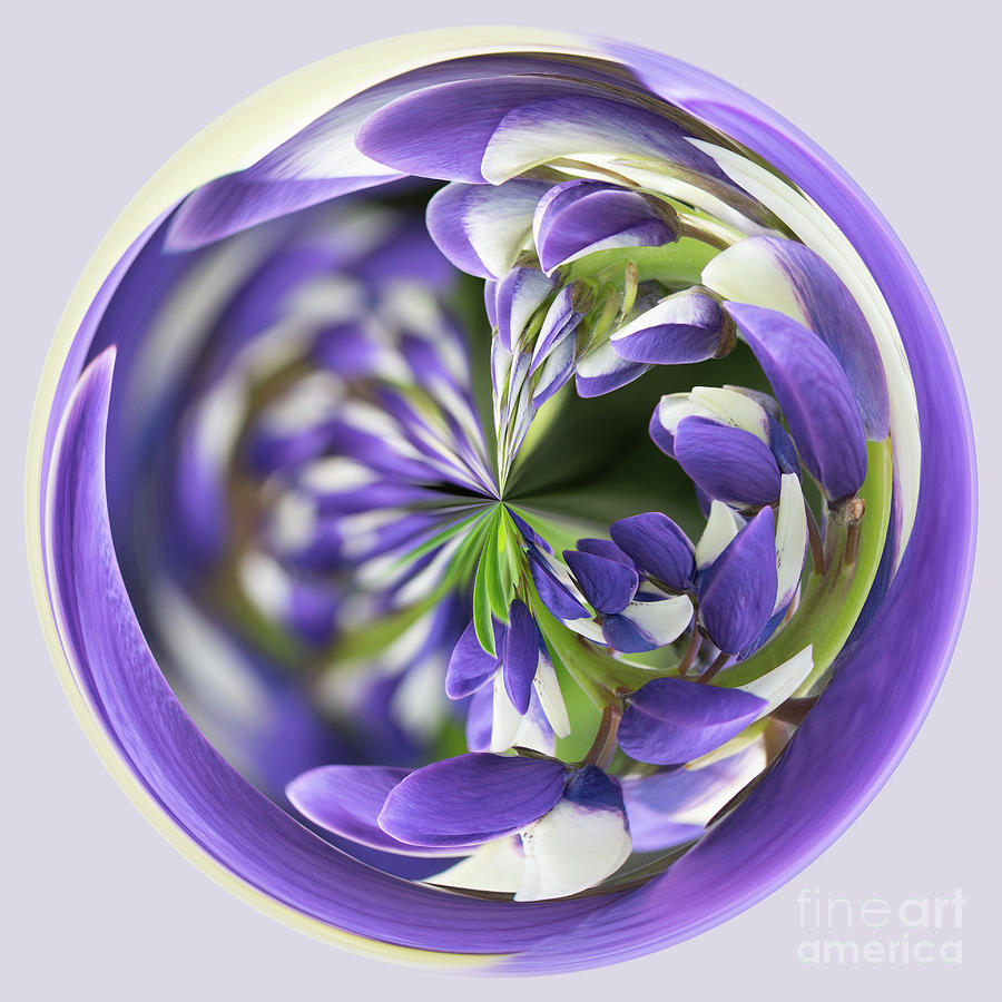 Purple flower orb Photograph by Phillip Rubino