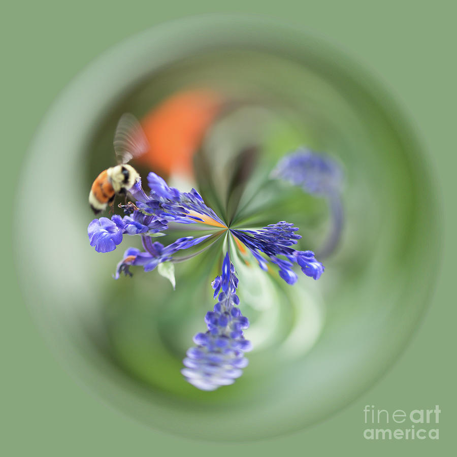 Purple flower orb with bee Photograph by Phillip Rubino