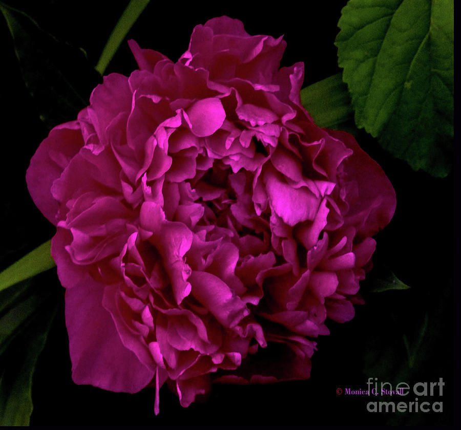 Purple Flower PR10 Photograph by Monica C Stovall