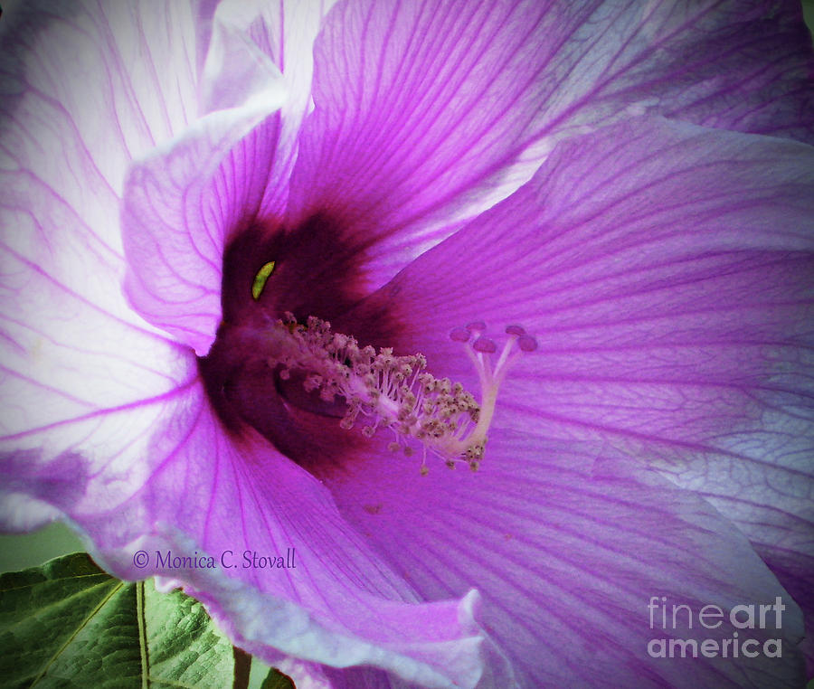Purple Flower PR6 Photograph by Monica C Stovall