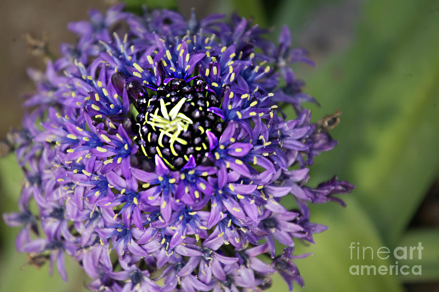 Purple Flower  Photograph by Rich Collins