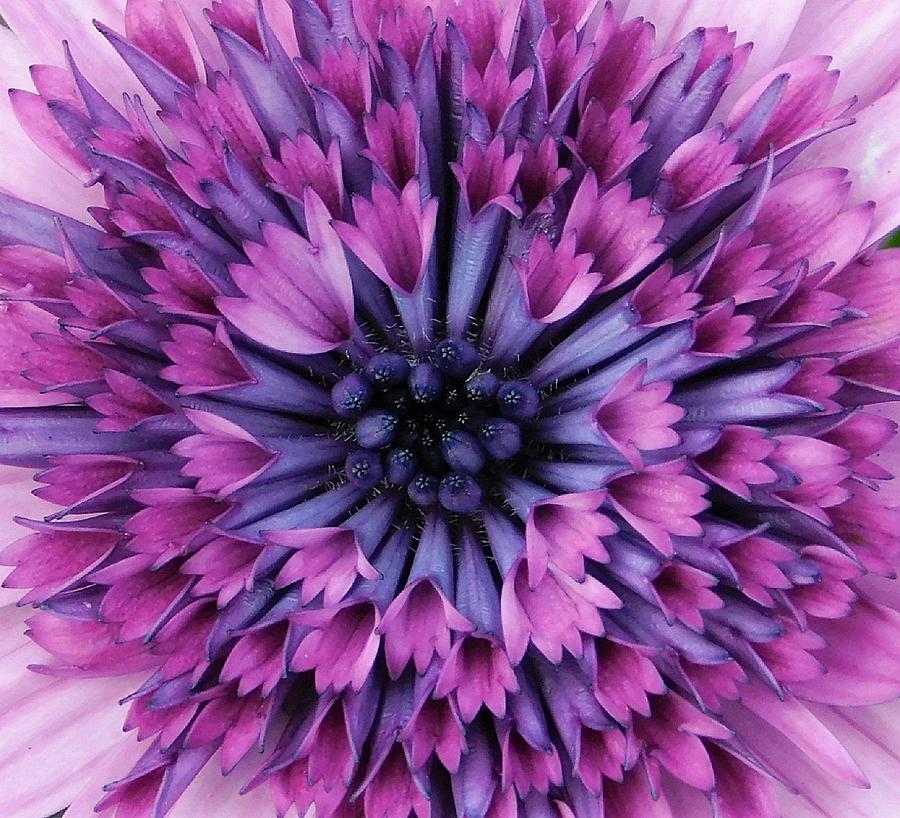 #- Purple Flower Photograph by THERESA Nye