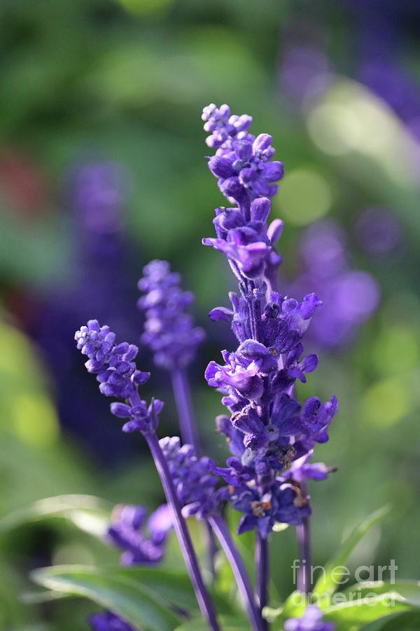 Purple Flower with Bokeh Photograph by Carol Groenen