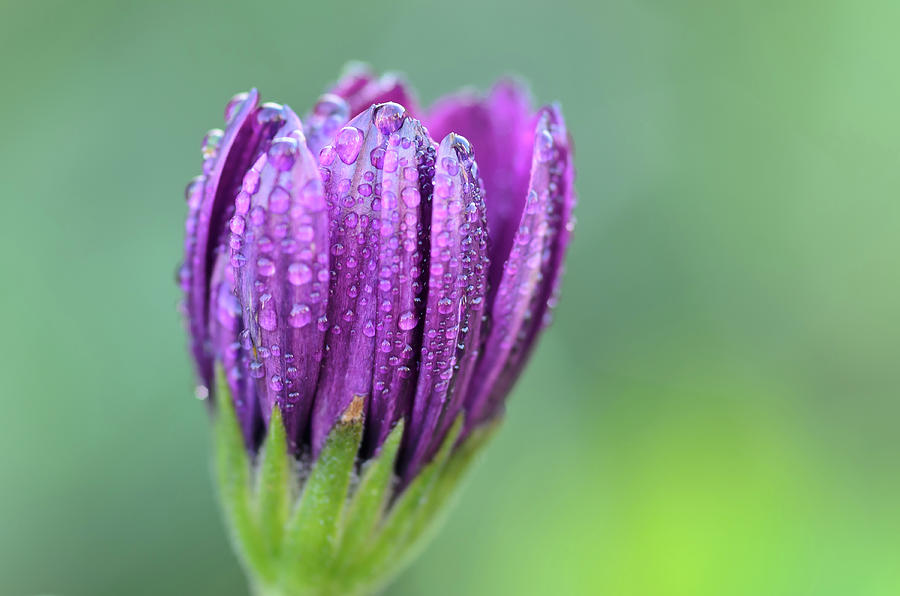 Purple Flower With Dewdrops Photograph by Luc Crul