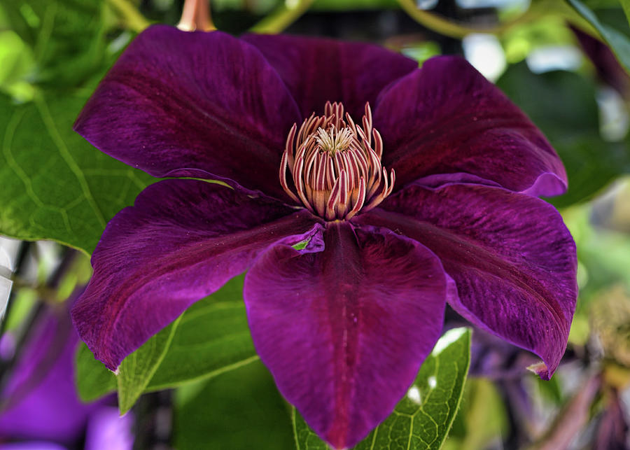Purple Flower #1 Photograph by Cordia Murphy
