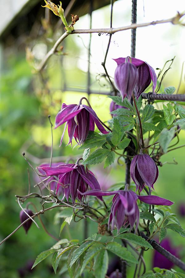 Purple-flowering Clematis On Trellising Photograph by Cecilia Mller