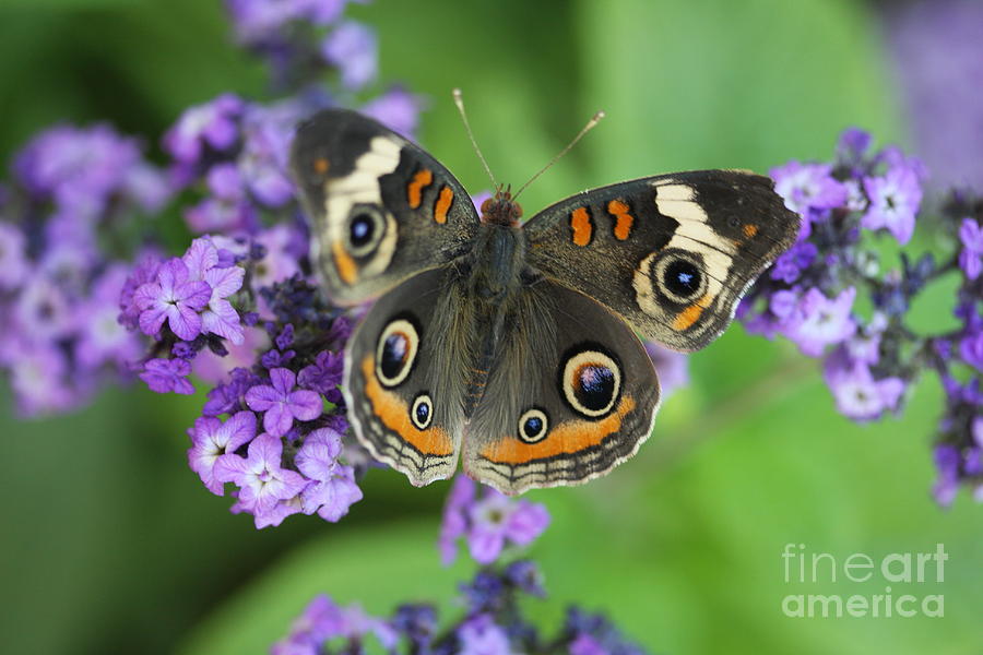 Purple Flowers and Butterfly Photograph by Terri Brewster