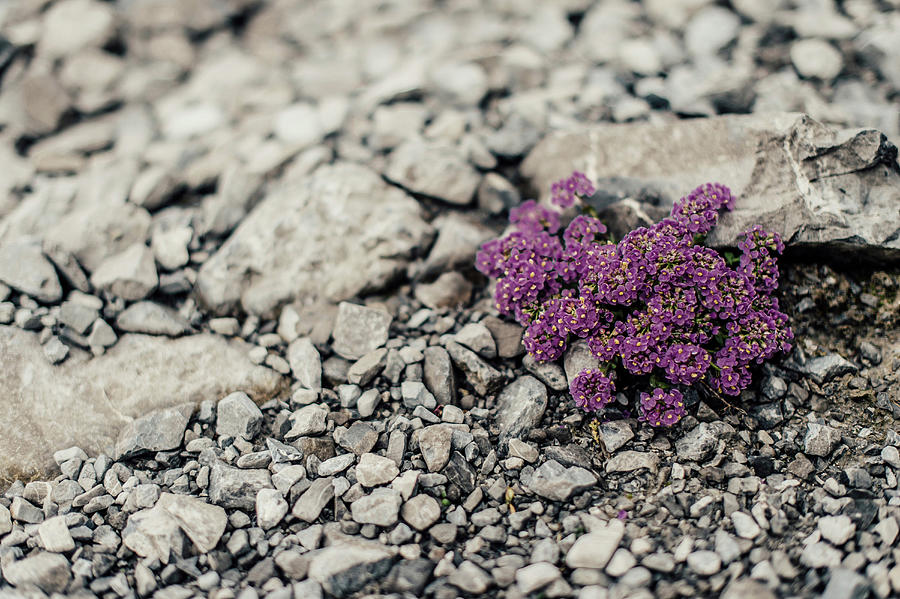 Purple Flowers Around Lnersee In Brandnertal, Vorarlberg, Austria, Europe. Photograph by Christian Frumolt