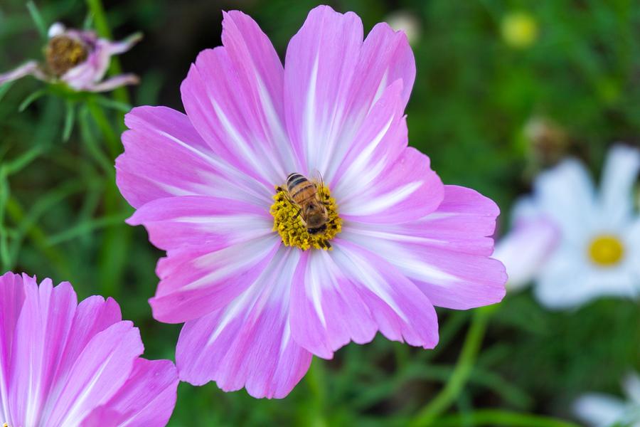 Flower Photograph - Purple flowers  by Chatzie Loetsupan