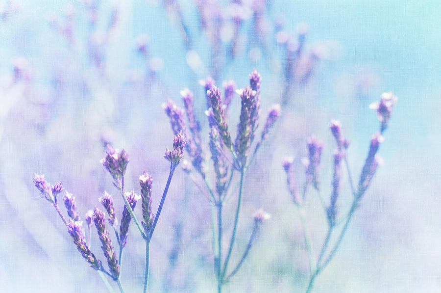 Purple Flowers Photograph by Jill Ferry