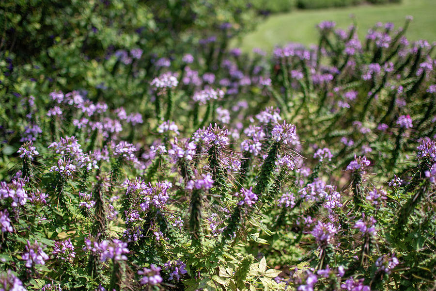 Purple Flowers by Kelly Thackeray Purple Flowers by Kelly Thackeray