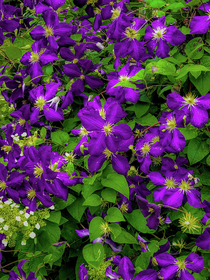 Purple Flowers Photograph by Lora J Wilson