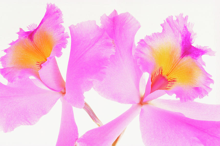 Purple Flowers Photograph by Micha Pawlitzki