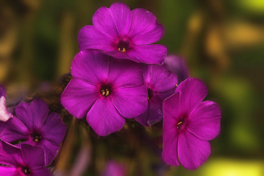 Purple Flowers of Fall Photograph by Pheasant Run Gallery